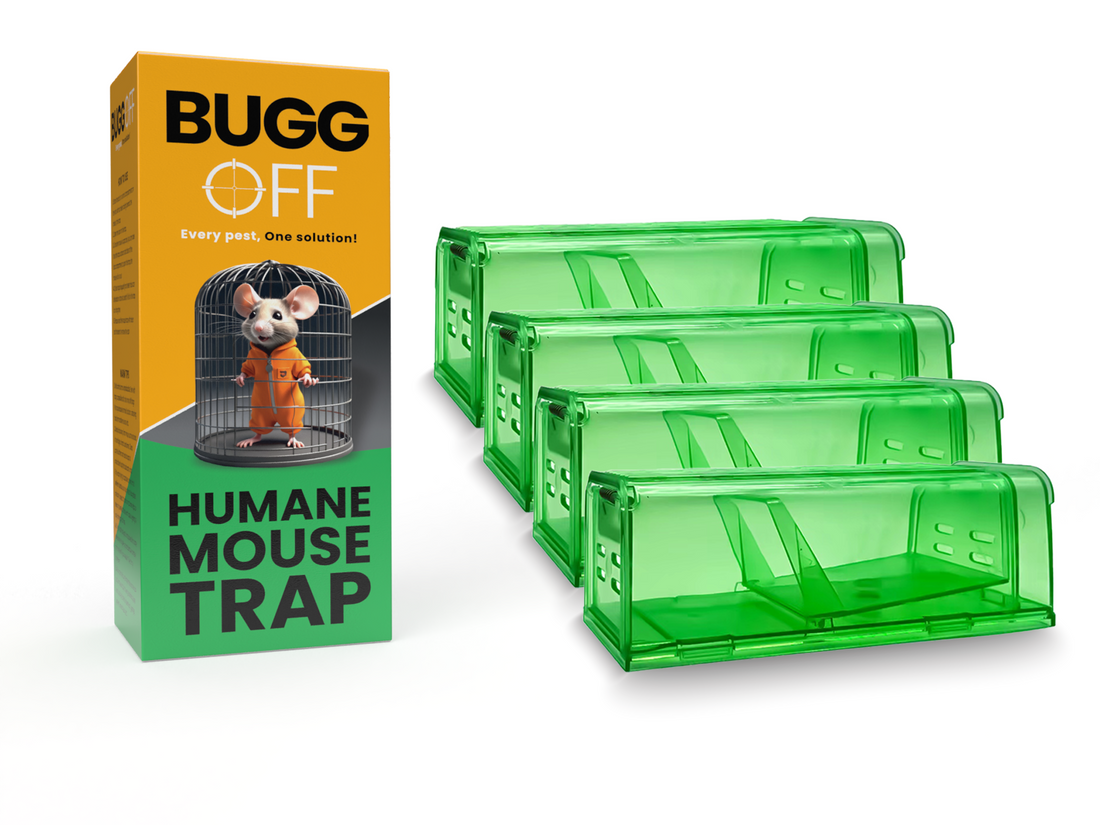 Humane Mouse & Rat Trap, Green Transparent Plastic, Catch and Release Design, Ventilated Live Capture Box